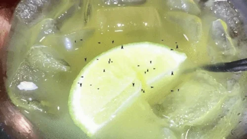 Mxdominionakacrushgoddess Clips - Tiny Humans Swim in Giantess Drink 4k