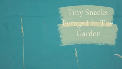 Moss Media - Tiny snacks foraged in the garden
