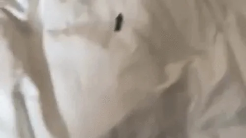 Scarletts Farts - Little Man Gets Stuck in Scarlett's Ass