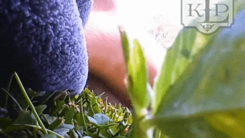 Ladykassandra - Micro Peasant's Outdoor Adventure