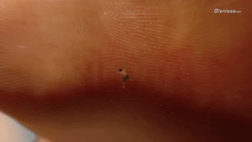 Xgiantess - Giantess Ella - Shrunken Micro Sized Husband