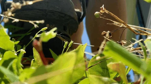 Ladykassandra - Unaware Giantess Does Yardwork