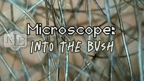 Ladykassandra - Microscope: Into the Bush