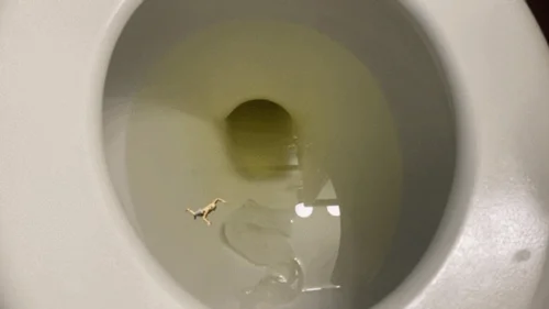 Mxdominionakacrushgoddess Clips - Toilet Fetish - Teenie Swims in Giantess Giant Toilet Full of Pee, femdom, mindfuck, shrinking fetish 1080