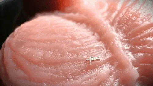 Miss Ser Giantess - Shruken and stuffed down a cock to become sperm